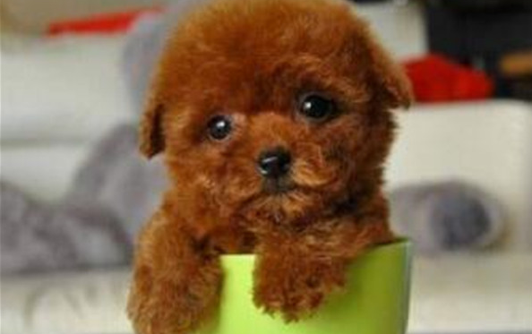 茶杯犬和泰迪哪个更聪明 茶杯犬和泰迪哪个更聪明