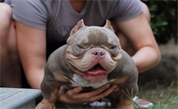 美国恶霸犬好养吗