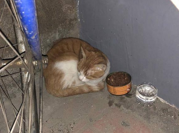 因主人收养流浪猫，橘猫发狂抓伤主人