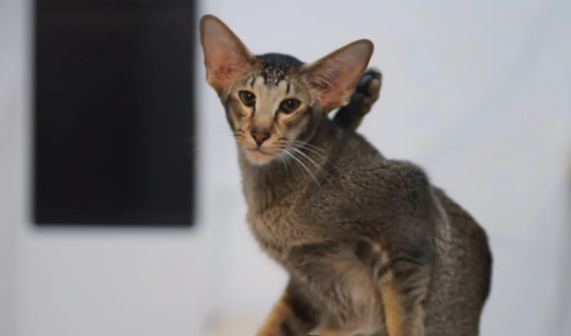 萌宠小知识:东方短毛猫怕水怎么办? 萌宠小知识:东方短毛猫怕水怎么办?