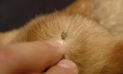 狗狗身上没虫子要体外驱虫吗