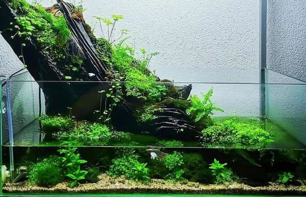 原生缸用什么水草