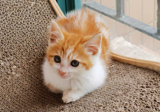 饲养科普:猫尾巴快速颤抖后一直叫怎么回事? 饲养科普:猫尾巴快速颤抖后一直叫怎么回事?