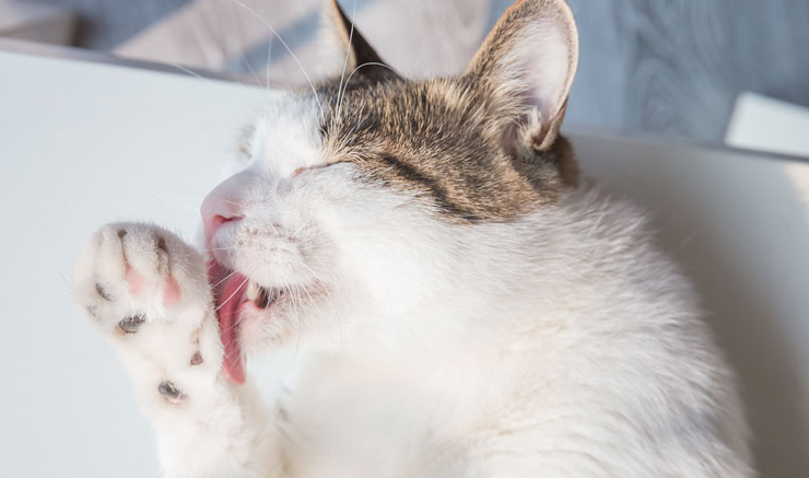 猫为什么喜欢舔爪子，来告诉你原因！