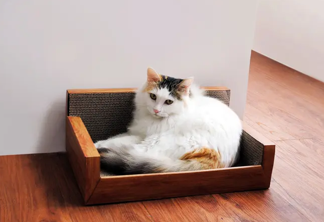 猫抓板哪里有卖 猫抓板哪里有卖