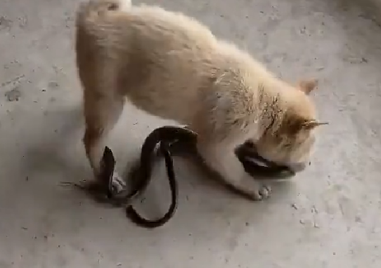 狗怕蛇吗?这篇文章给你答案.png 狗怕蛇吗?这篇文章给你答案.png