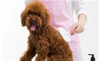 宠物美容师证报考条件