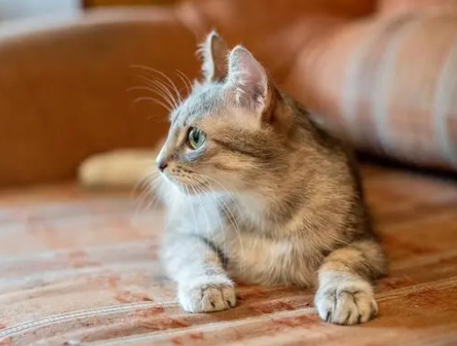 流浪猫常驻自习室为考研生解压,被亲切称为学霸猫 流浪猫常驻自习室为考研生解压,被亲切称为学霸猫