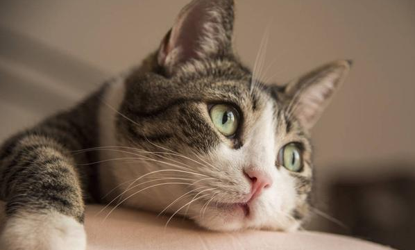 女人养猫的好处和坏处 女人养猫的好处和坏处