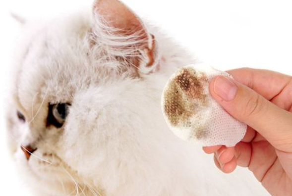 宠物医院治疗猫咪耳螨费用