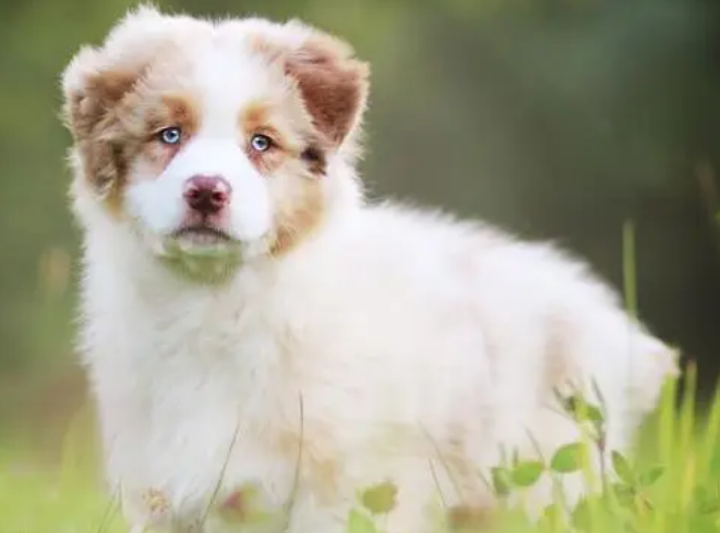 澳大利亚牧羊犬皮肤病怎么治疗?来这里看看吧 澳大利亚牧羊犬皮肤病怎么治疗?来这里看看吧