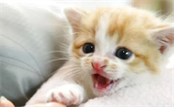 狂犬病毒猫生下来就携带吗?来了解下吧