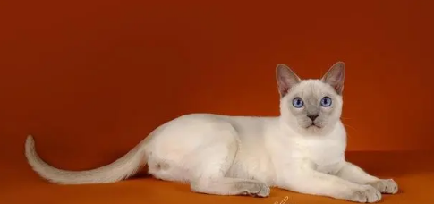 东奇尼猫怎么养?主人要看看! 东奇尼猫怎么养?主人要看看!