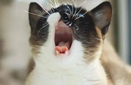 猫老是叫个不停怎么办?主人来看看吧 猫老是叫个不停怎么办?主人来看看吧