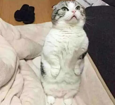 猫咪走路瘸但是能跑能跳,怎么回事? 猫咪走路瘸但是能跑能跳,怎么回事?