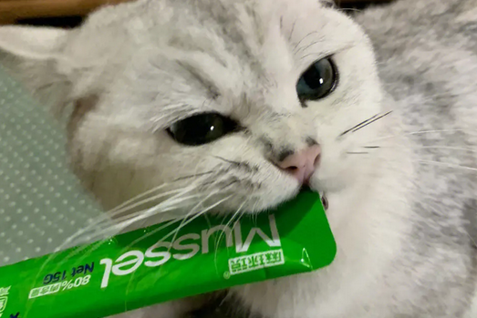 猫条一次喂多少