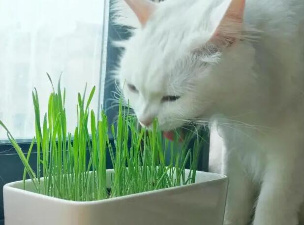 猫草和猫薄荷的作用是一样的吗 猫草和猫薄荷的作用是一样的吗