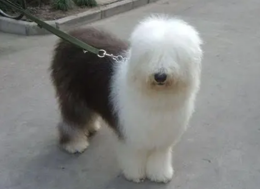 古代牧羊犬看得见吗