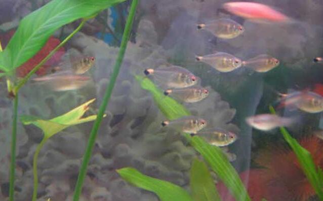 硝化细菌是什么样的