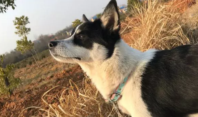 狗狗被老人救下,却遭儿子偷走卖掉 狗狗被老人救下,却遭儿子偷走卖掉