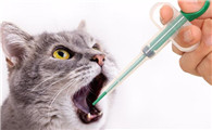 宠物猫体内驱虫多少钱