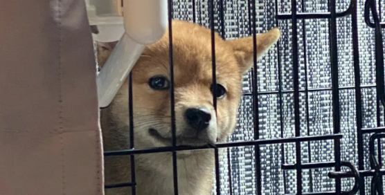 柴犬能长多大?主人来了解一下 柴犬能长多大?主人来了解一下