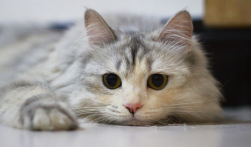 刚出生的小猫尾巴断了怎么办?铲屎官要这样做~ 刚出生的小猫尾巴断了怎么办?铲屎官要这样做~