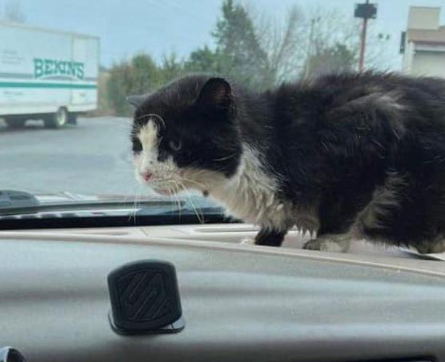 猫跳上汽车寻求帮助，于是它的生活永远改变了