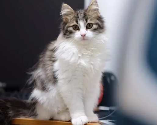 挪威森林猫猫瘟怎么治疗？快来了解！