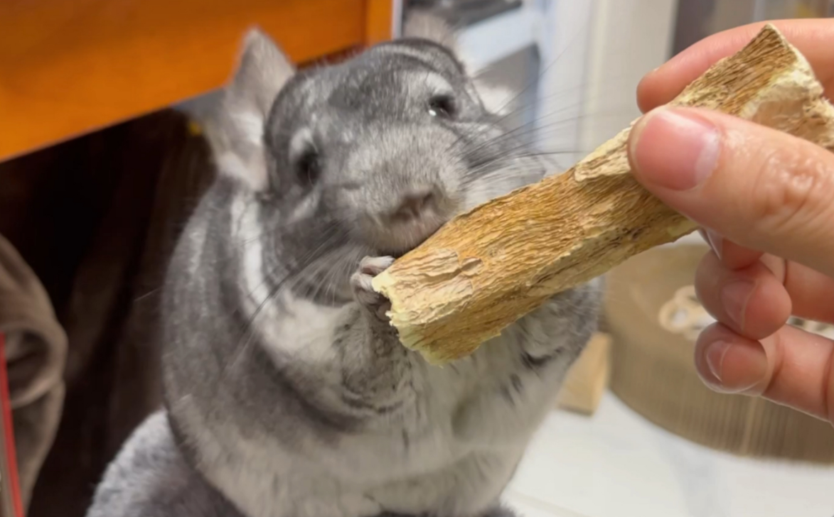国产龙猫粮排行榜