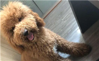 美国巨贵犬多少钱一只