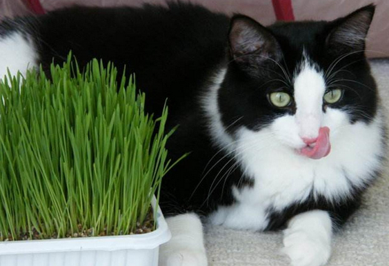 猫草是不是麦苗