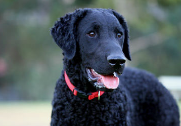卷毛寻回犬感冒怎么办?这里可以了解~ 卷毛寻回犬感冒怎么办?这里可以了解~