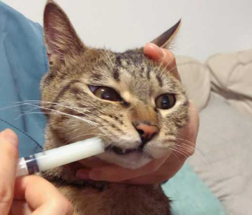 猫咪咳嗽喂什么药