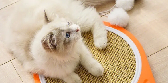 猫抓板哪里有卖的