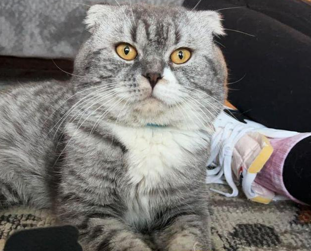 这只猫在街上徘徊，后来又和遇到的主人飞跃大洋洲