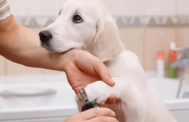 给狗狗怎样剪指甲