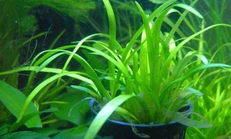 鱼缸里哪种水草好养又好看