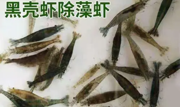 黑壳虾吃鱼粮吗