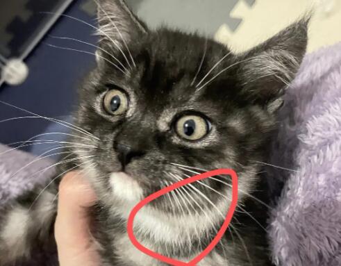 猫咪脖子里面摸着像瘤，那是什么？