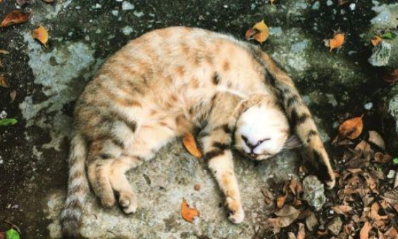 自从养了奶牛猫，我患上了“恐猫症”