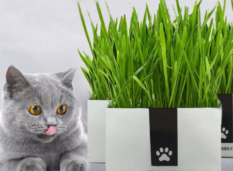 去哪里买猫草 去哪里买猫草
