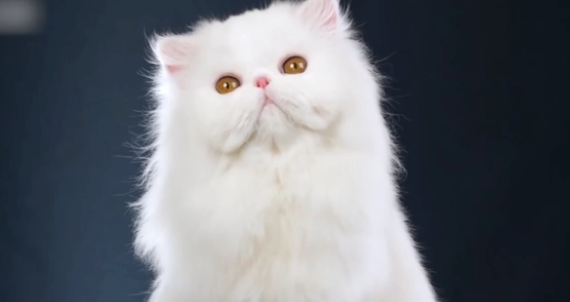 十大名贵猫品种 十大名贵猫品种