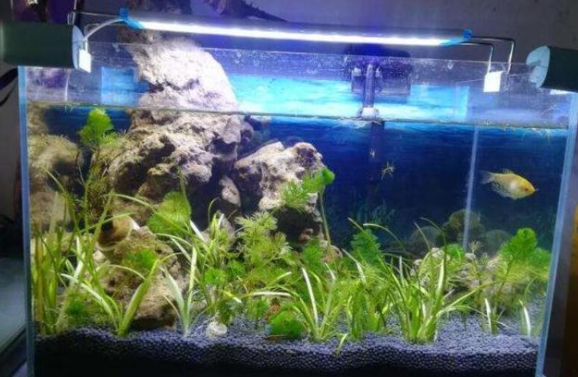 新鱼缸水浑浊怎么处理