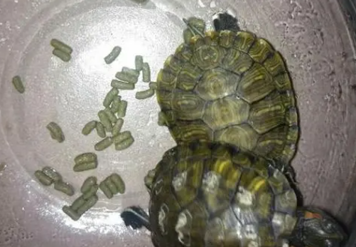 龟粮什么做的 龟粮什么做的