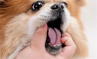 狗狗体内驱虫怎么用