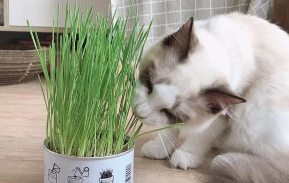 猫草适合多大的猫