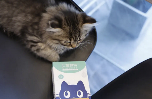 猫咪拉出毛球是好事吗? 喵趣告诉你答案~ 猫咪拉出毛球是好事吗? 喵趣告诉你答案~