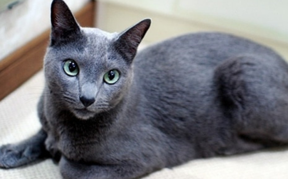 科拉特猫肾衰怎么办？试试这几种办法
