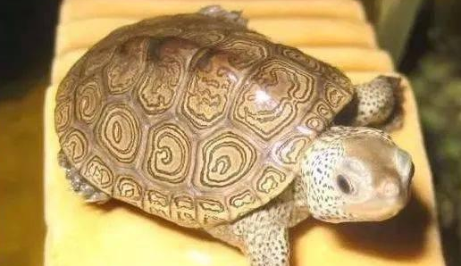 密西西比钻纹龟好养吗？本文给你解答
